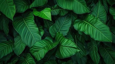 Vibrant Tropical Foliage A Mesmerizing Abstract Green Leaf Texture In A