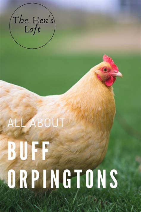 Buff Orpington Chicken Breed Everything You Could Ever Want To Know