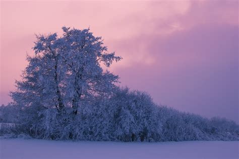 Bildet tre natur gren fjell snø vinter Sky anlegg himmel