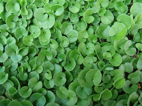 How to Grow and Care for Dichondra