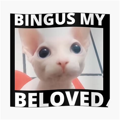 Bingus Is Calling My Beloved Hairless Sphinx Sphynx Cat Meme