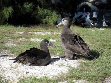 Black-footed Albatross – "OCEAN TREASURES" Memorial Library