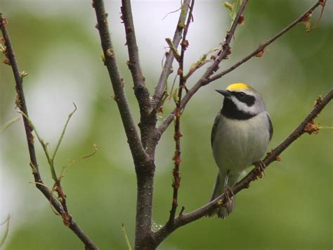 The Pursuit of Warblers: June 2017