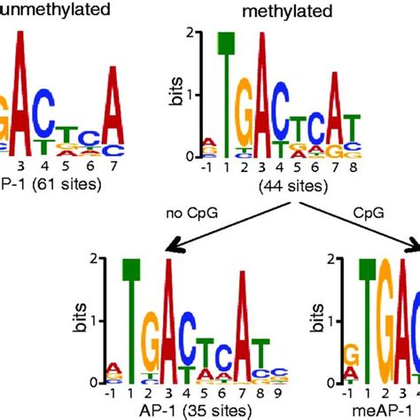 Identification Of AP 1 Binding Motifs In The Human Genome