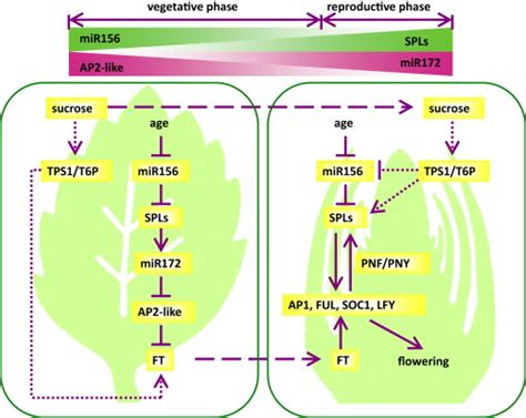 The miR156/SPL Module, a Regulatory Hub and Versatile Toolbox, Gears up ...