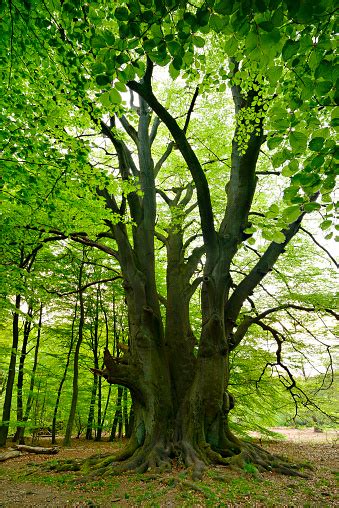 Pohon Beech Raksasa Di Hutan Musim Semi Foto Stok Unduh Gambar