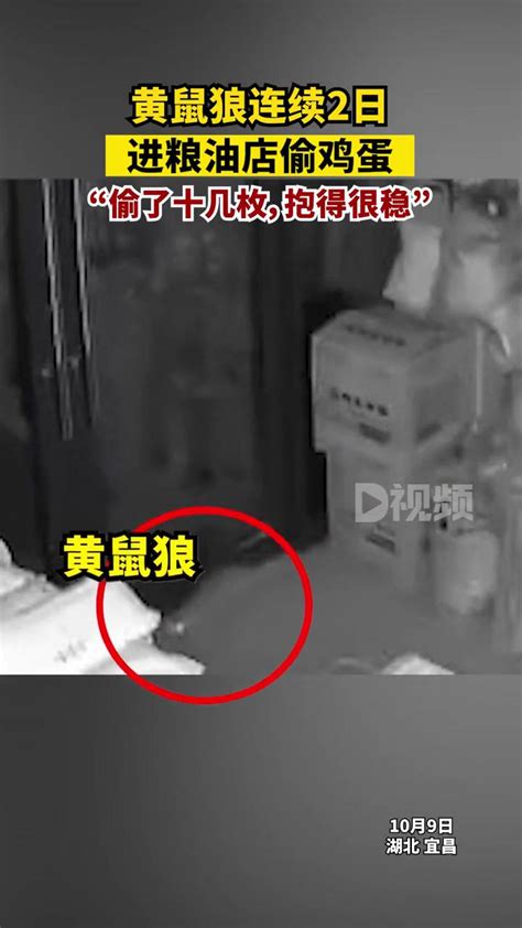 黄鼠狼连续2日进粮油店偷鸡蛋曹女士称，总共被偷了十几枚鸡蛋，她准备放粘鼠板试试，不想伤害它，只想让它不要再进来 度小视