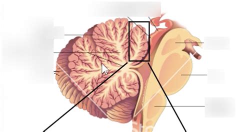 Label Cerebellum Layers Diagram Quizlet