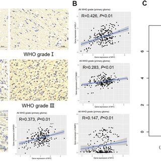 Clinical Significance Of Myc A The Expression Of C Myc In Normal Brain