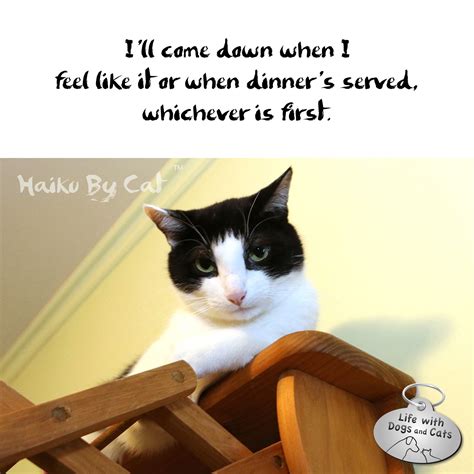 What Came First Cats Or Dogs