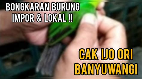 Bongkaran Terbaru Burung Impor Lokal Kios Langgeng Jaya YouTube