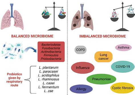 Lung Microbiota Its Relationship To Respiratory System Diseases And