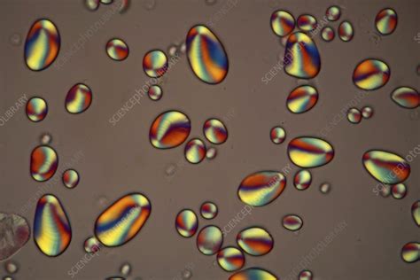 Potato Starch Grains Light Micrograph Stock Image C