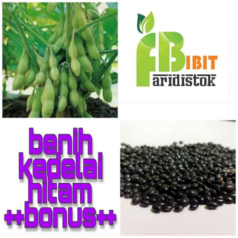 20 Gram Benih Kedelai Hitam Lazada Indonesia