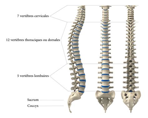 Anatomie De La Colonne Vert Brale Le Spondylolisth Sis