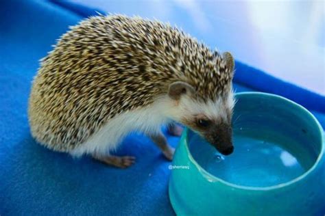 Hedgehog Diet: What Do Hedgehogs Eat? (How To Feed Them)