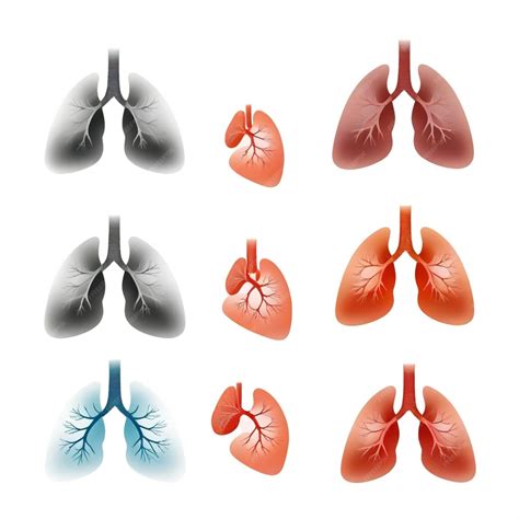 A series of different colored lungs including one labeled lungs