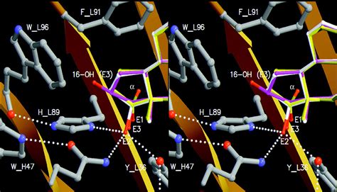 Crystal Structure Of A Recombinant Anti Estradiol Fab Fragment In