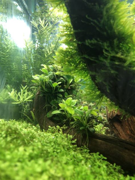 An Aquarium Filled With Lots Of Green Plants