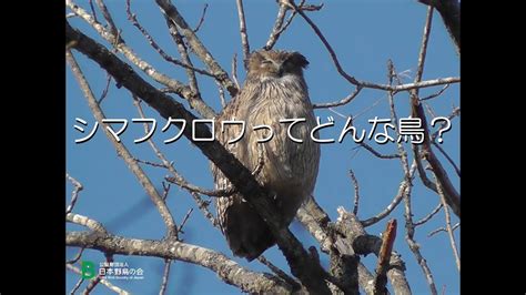 日本野鳥の会オンラインセミナー「絶滅危惧種シマフクロウってどんな鳥？」 Youtube