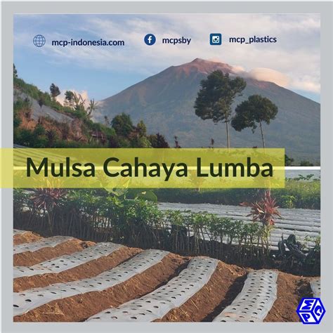 Mulsa Cahaya Lumba Punya Manfaat Baik Bagi Tanaman Pt Mutiaracahaya