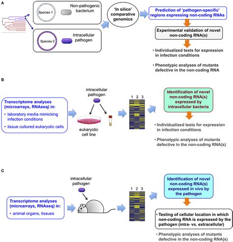 Frontiers Non Coding Rna Regulation In Pathogenic Bacteria Located