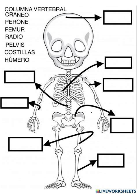 Esqueleto humano interactive exercise for Educación infantil