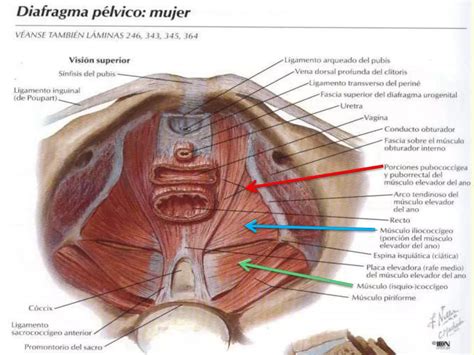 Diafragma Pelvico Y Aponeurosis Del Diafragma PPT Descarga Gratuita