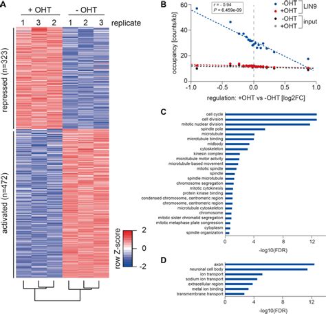 Mitosis And Cell Cycle Related Genes Are Directly Regulated By Mmb A