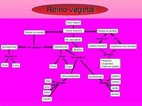 Cuadros Sinopticos Sobre Reino Vegetal O Reino Plantae Mapa Images Sexiz Pix