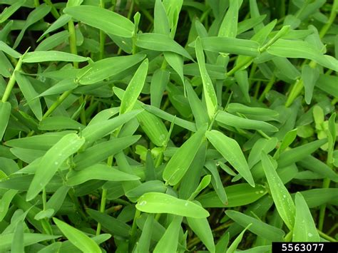 Asian Watergrass Hygroryza Aristata