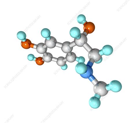 Adrenaline hormone molecule - Stock Image - A619/0112 - Science Photo ...