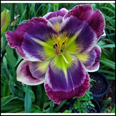 Daylilies Bulbs For Sale Hemerocallis Fulva Daylily Roots Daylilies