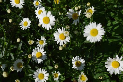 Leucanthemum Vulgare Wiesen Margerite Flora Di Berna