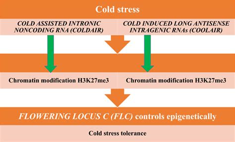 Long non-coding mediated epigenetic silencing in plants | Download ...
