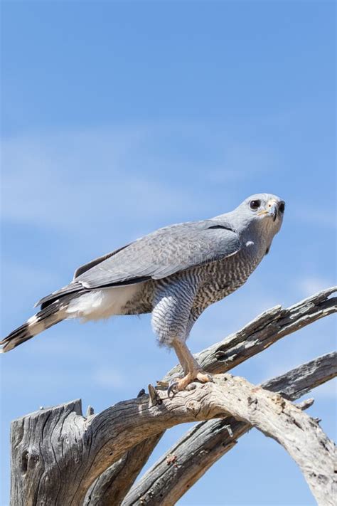 Perched Gray Hawk Stock Photo Image Of Hunter Animal 69101278