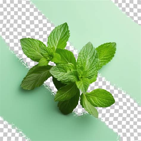 Premium PSD Isolated Green Mint Leaves