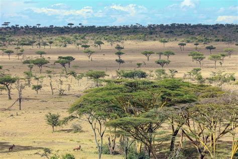 African Bush Stock Photo Image Of Desert Outdoors Nature 96333538