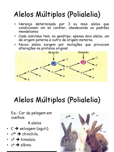 Mapas Mentais Sobre ALELOS MULTIPLOS Study Maps