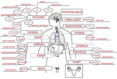 Hormones In The Body And Their Functions