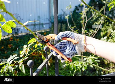 Woman Gardening In Backyard Womans Hands With Secateurs Cutting Off