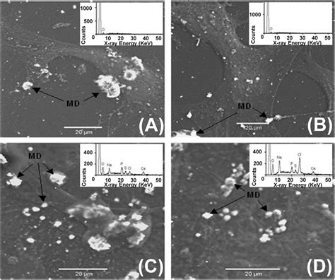 Sem Images Showing Osteoblast Cells On A Pc And B Control At H And