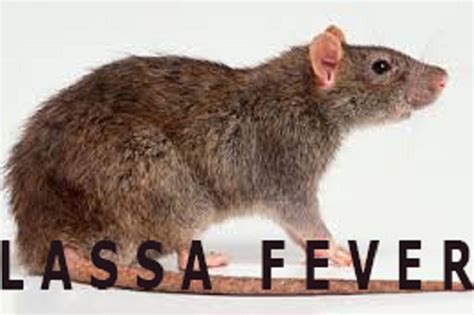 Lassa Fever 23 Persons Confirmed Dead From 48 Cases In Ebonyi P M News