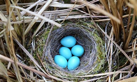 What Birds Have Blue Eggs Discover 21 Avian Species