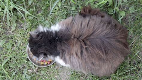 A street stray cat eats similar food from a metal bowl on the ground in ...