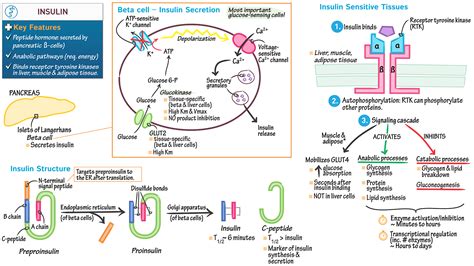 Biochemistry: Insulin | ditki medical & biological sciences