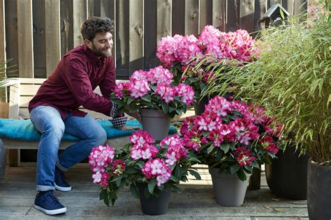 Rhododendron: care & tips | Hortinno