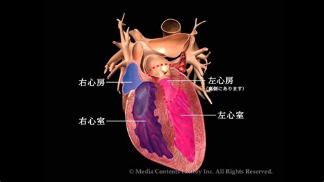 無料ダウンロード わかりやすい 心臓 解剖 イラスト 261167 わかりやすい 心臓 解剖 イラスト Apixtursaemjdai