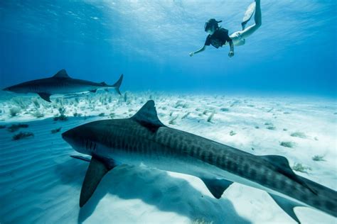 10 Photos That Will Make You Want to Dive Tiger Beach in the Bahamas