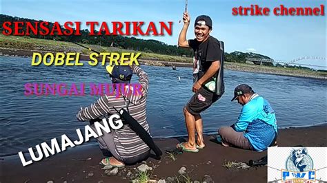 Sensasi Tarikan Dobel Strek Sungai Mujur Lumajang Youtube